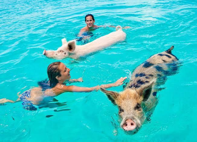 Swim with the Pigs at Meeks Patch photo 3