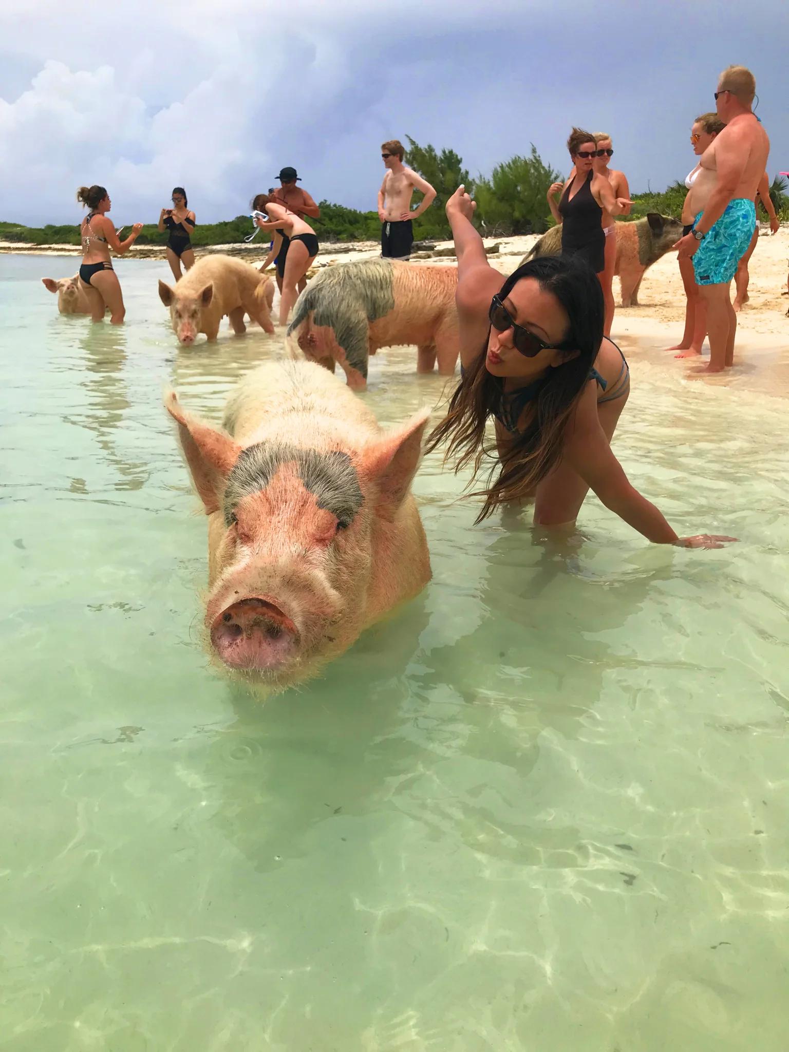 Swim with the Pigs at Meeks Patch photo 2